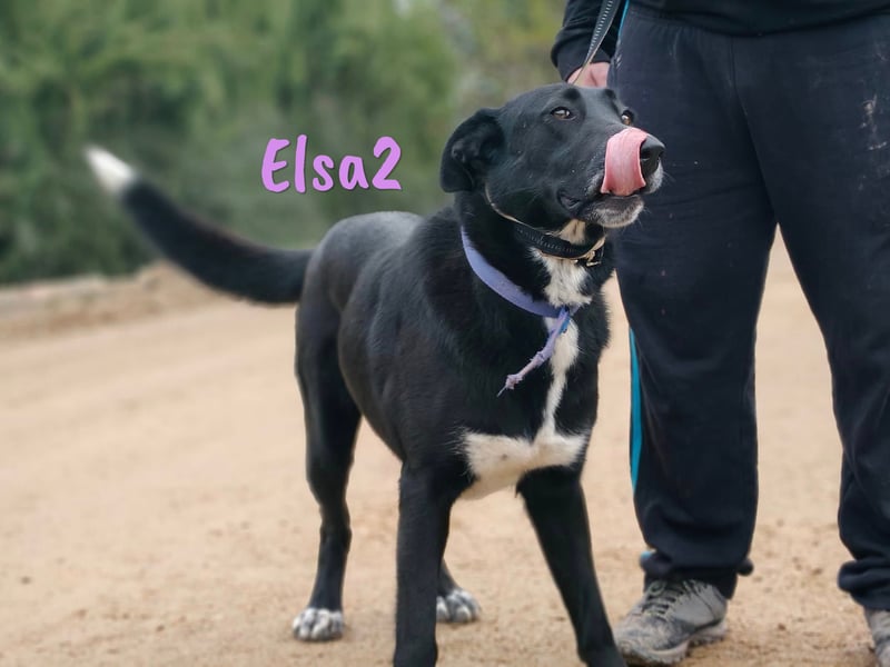 Elsa2 11/2021 (ESP) - verspielte, anhängliche und aktive Hündin!