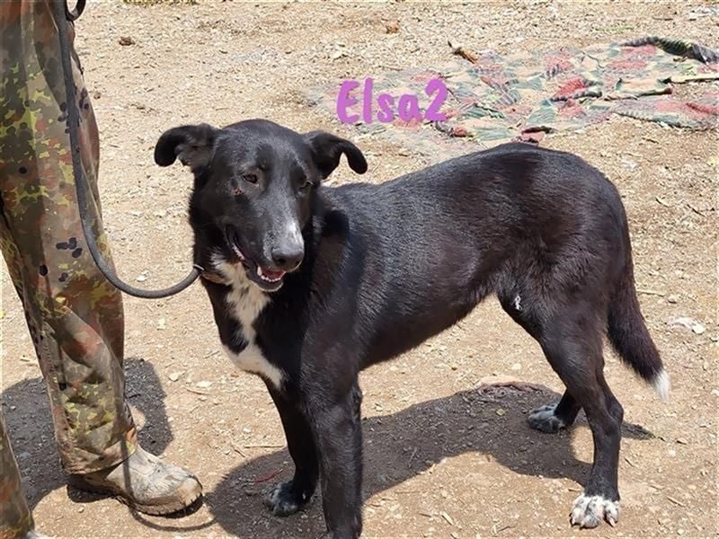 Elsa2 11/2021 (ESP) - verspielte, anhängliche und aktive Hündin!