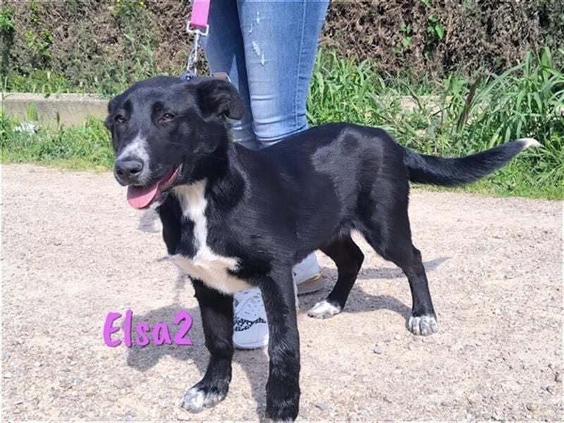Elsa2 11/2021 (ESP) - verspielte, anhängliche und aktive Hündin!
