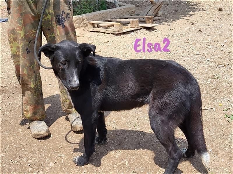 Elsa2 11/2021 (ESP) - verspielte, anhängliche und aktive Hündin!