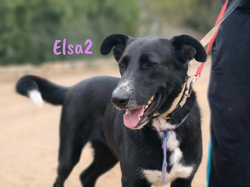 Elsa2 11/2021 (ESP) - verspielte, anhängliche und aktive Hündin!