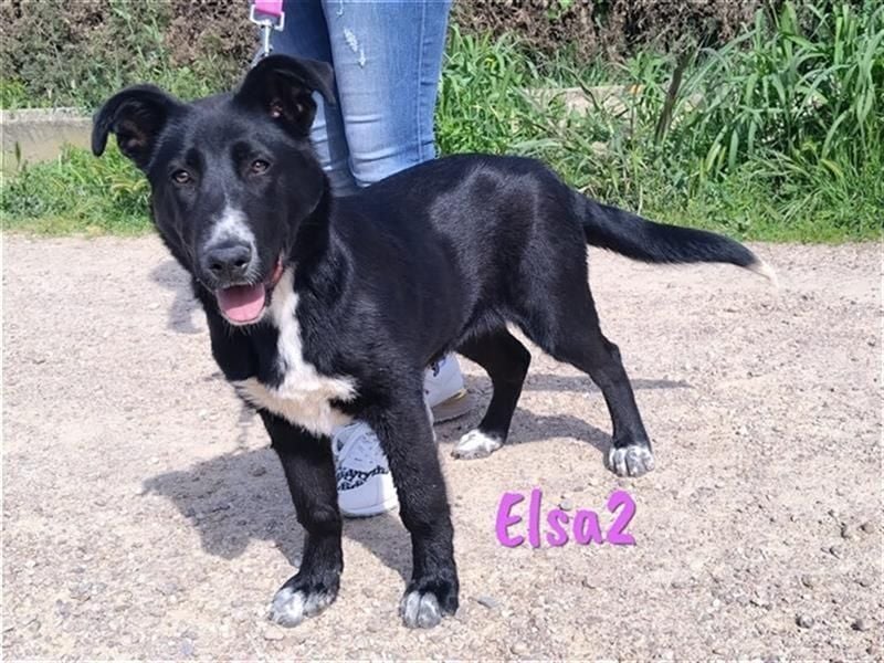 Elsa2 11/2021 (ESP) - verspielte, anhängliche und aktive Hündin!