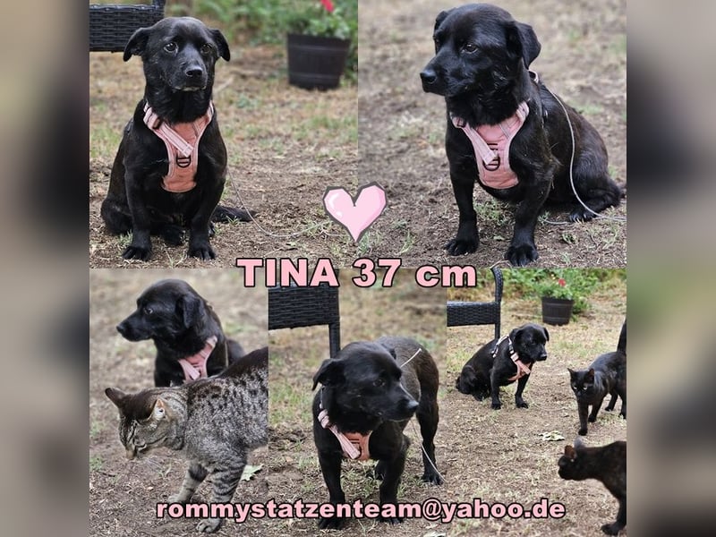 Tina vermisst ihren Menschen sehr