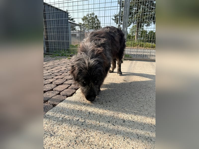 FADIA sucht ein liebevolles Zuhause