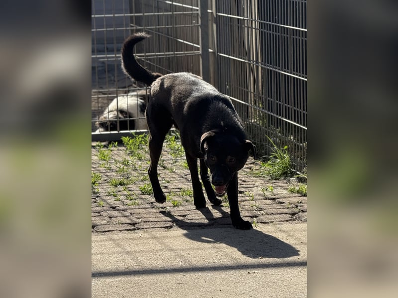 Oldstine möchte ankommen - aktiv, freundlich, sensibel