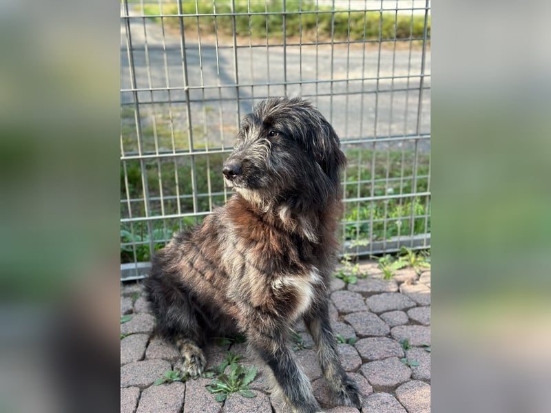 FADIA sucht ein liebevolles Zuhause