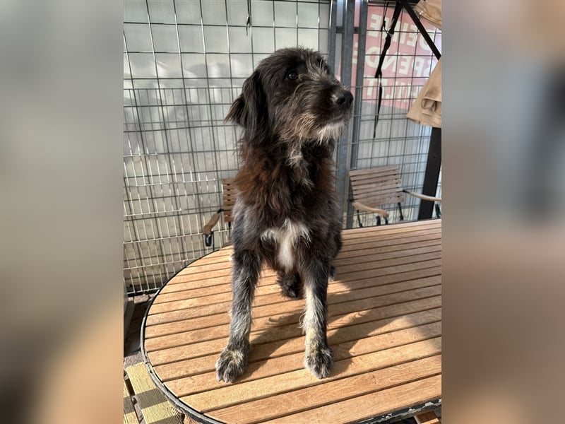 FADIA sucht ein liebevolles Zuhause