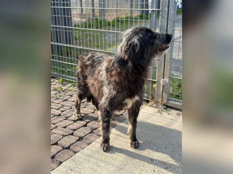 FADIA sucht ein liebevolles Zuhause