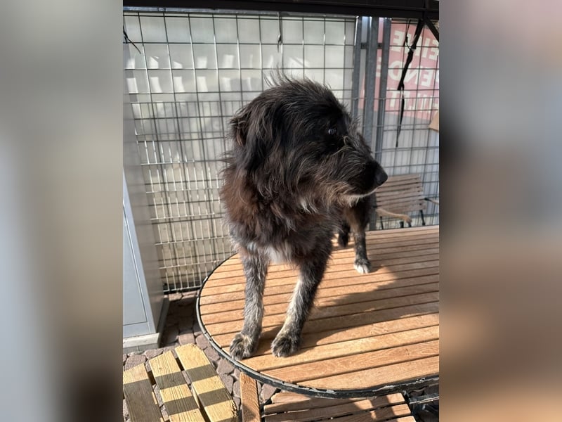 FADIA sucht ein liebevolles Zuhause