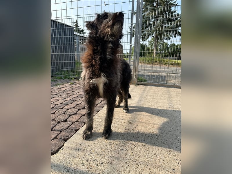 FADIA sucht ein liebevolles Zuhause