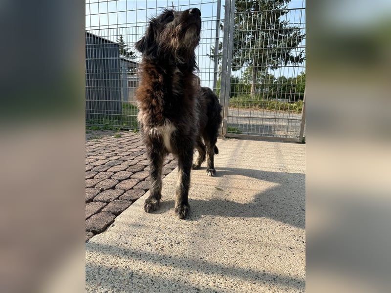 FADIA sucht ein liebevolles Zuhause