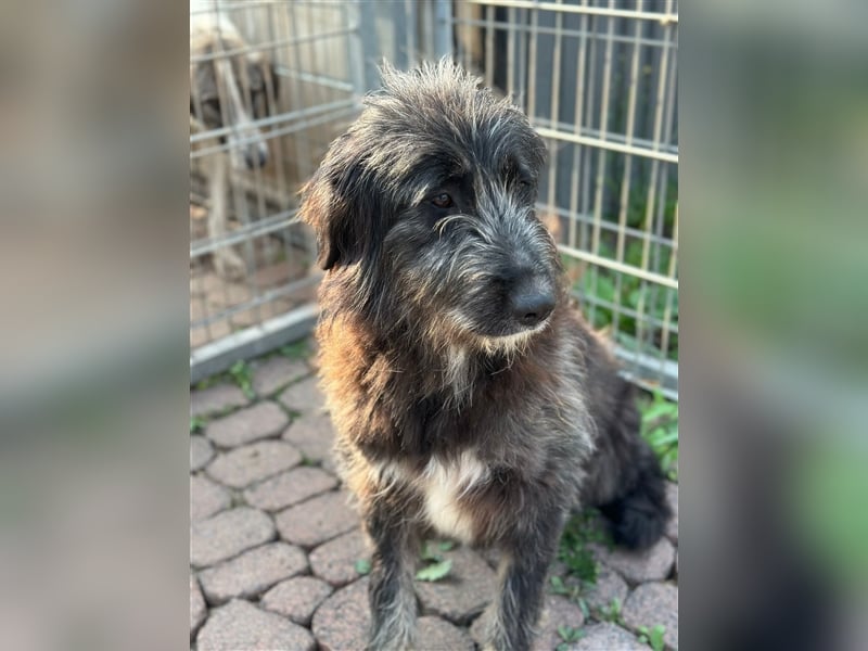 FADIA sucht ein liebevolles Zuhause