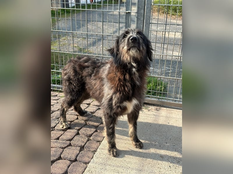 FADIA sucht ein liebevolles Zuhause