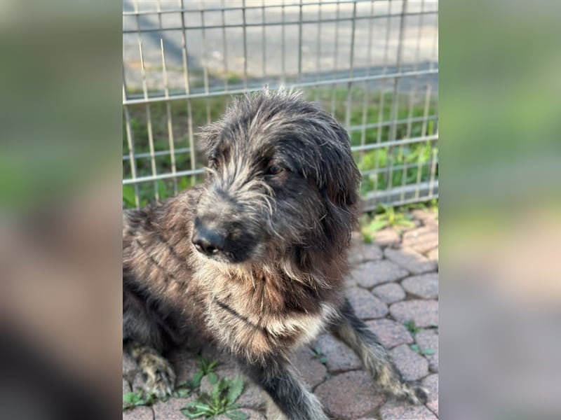 FADIA sucht ein liebevolles Zuhause