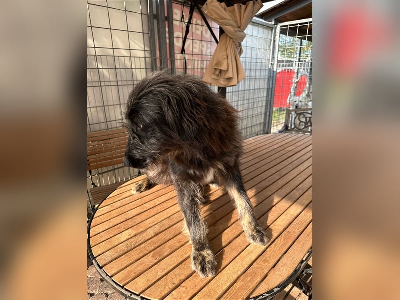 FADIA sucht ein liebevolles Zuhause