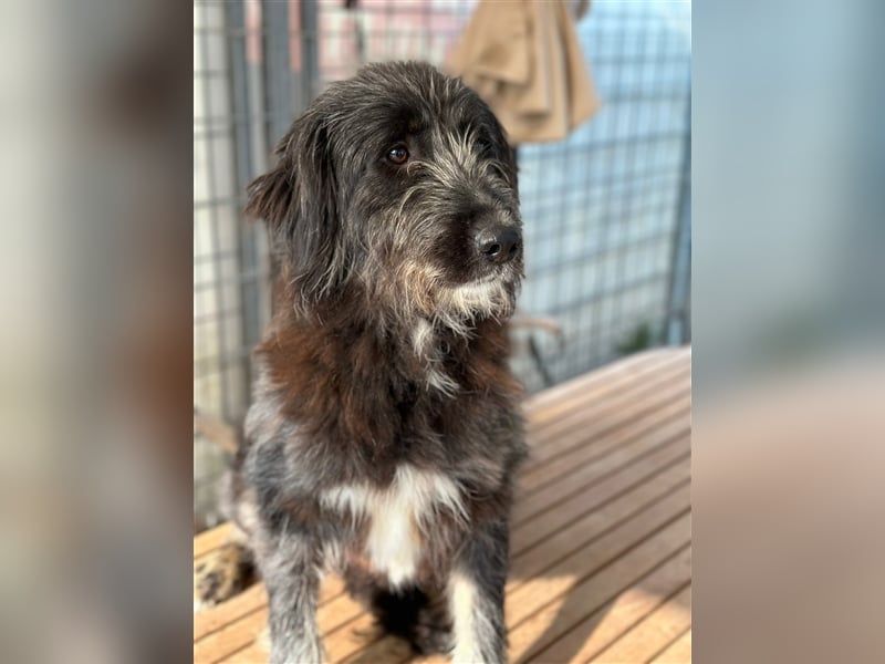 FADIA sucht ein liebevolles Zuhause