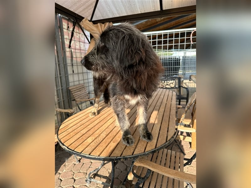 FADIA sucht ein liebevolles Zuhause