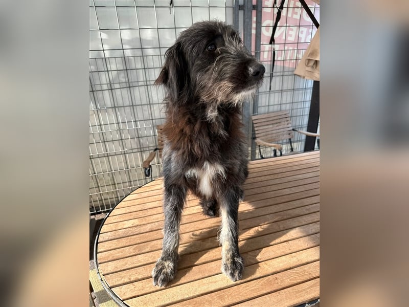 FADIA sucht ein liebevolles Zuhause