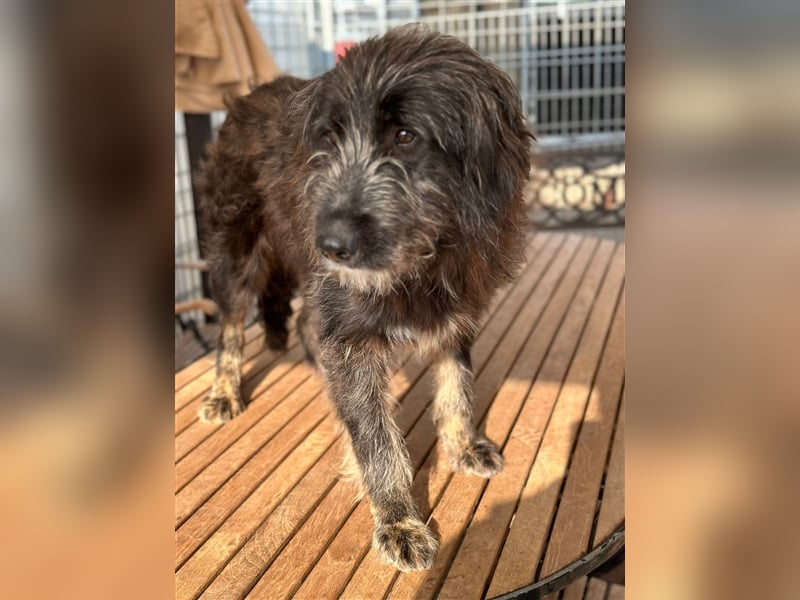 FADIA sucht ein liebevolles Zuhause