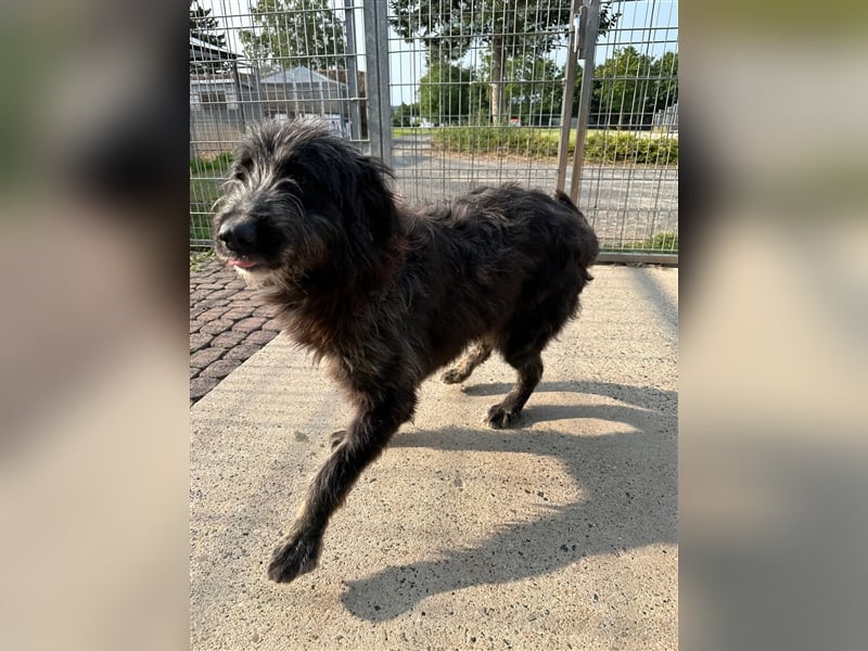 FADIA sucht ein liebevolles Zuhause