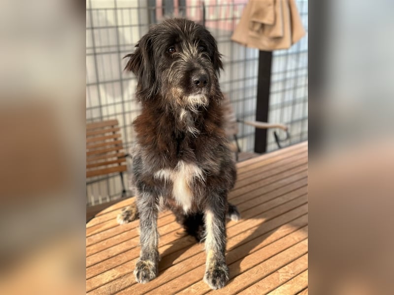 FADIA sucht ein liebevolles Zuhause