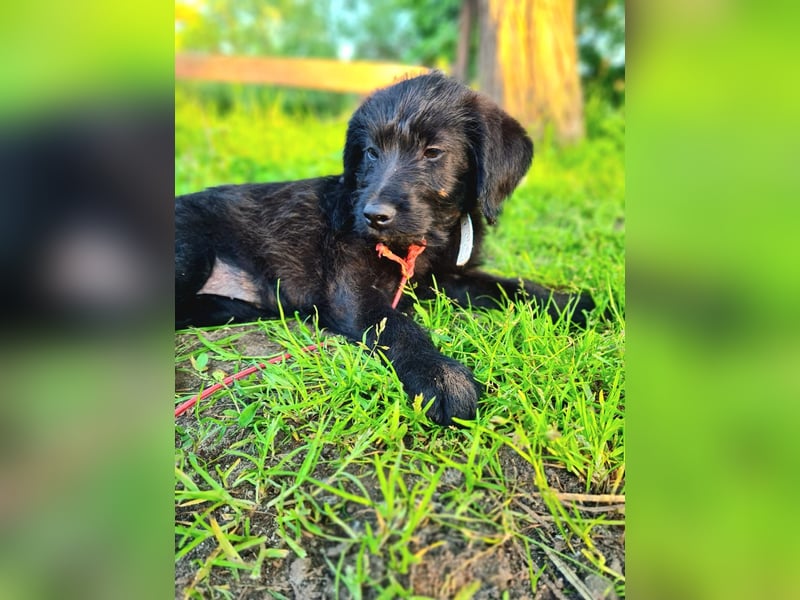 Kleine Luna sucht liebevolle Besitzer
