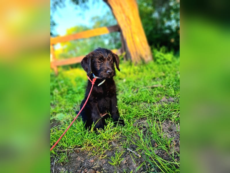 Kleine Luna sucht liebevolle Besitzer
