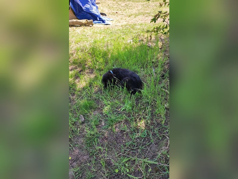 Kleine Luna sucht liebevolle Besitzer