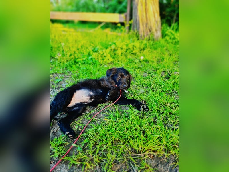 Kleine Luna sucht liebevolle Besitzer