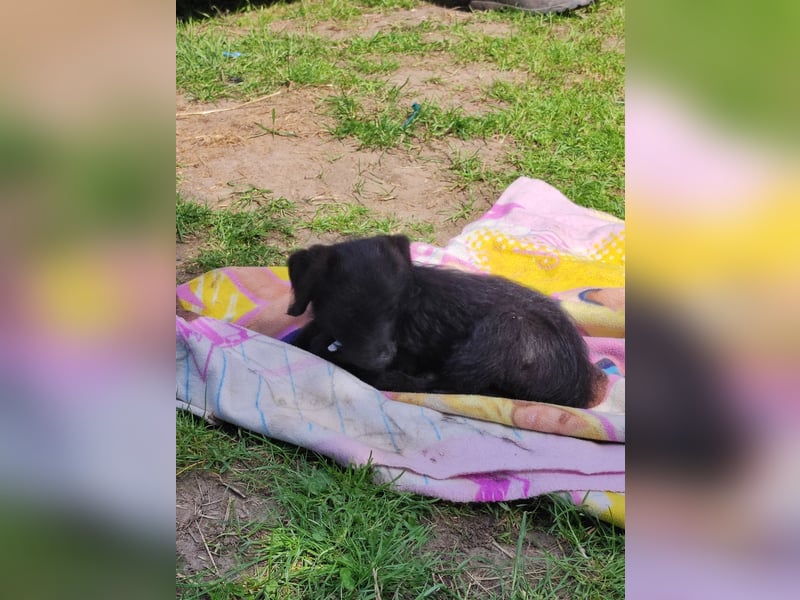Kleine Luna sucht liebevolle Besitzer