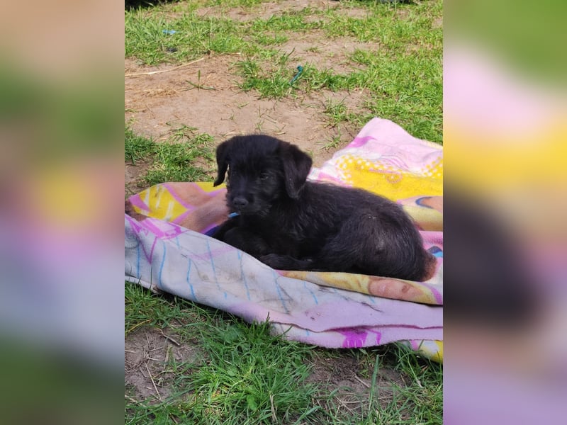Kleine Luna sucht liebevolle Besitzer