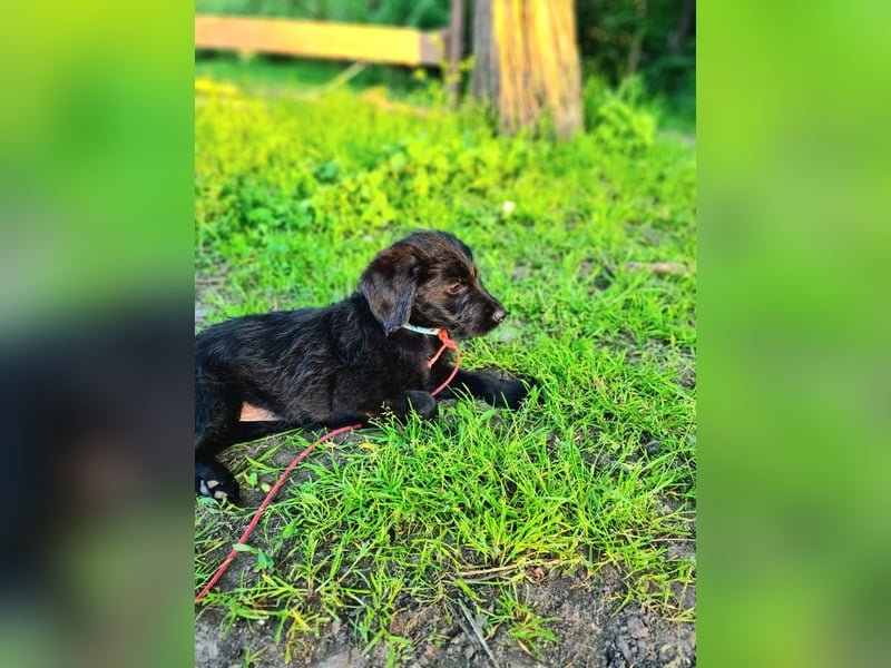 Kleine Luna sucht liebevolle Besitzer