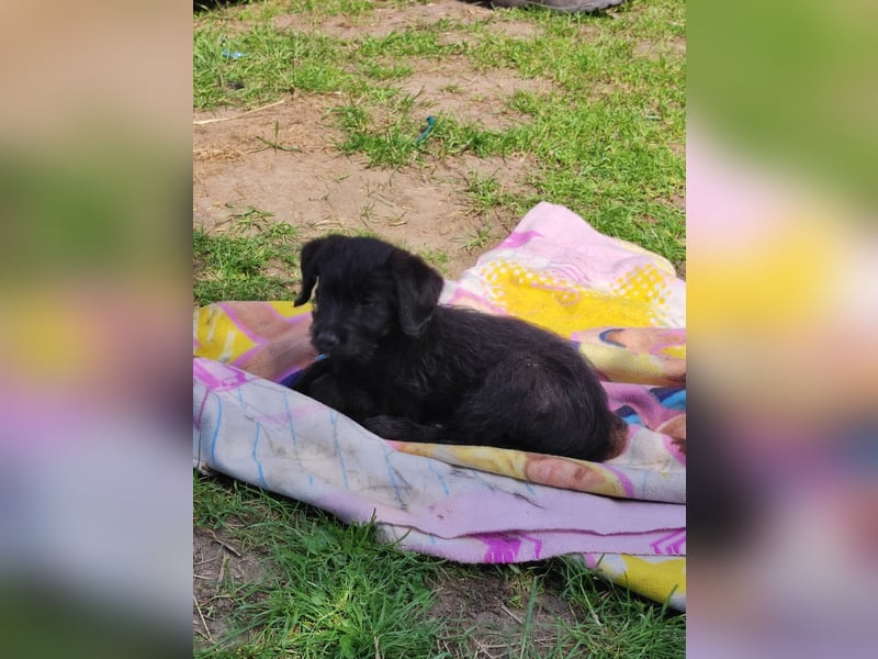 Kleine Luna sucht liebevolle Besitzer