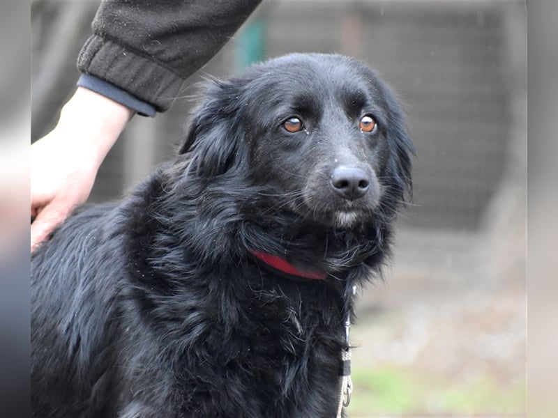 Lola sucht geduldige Menschen