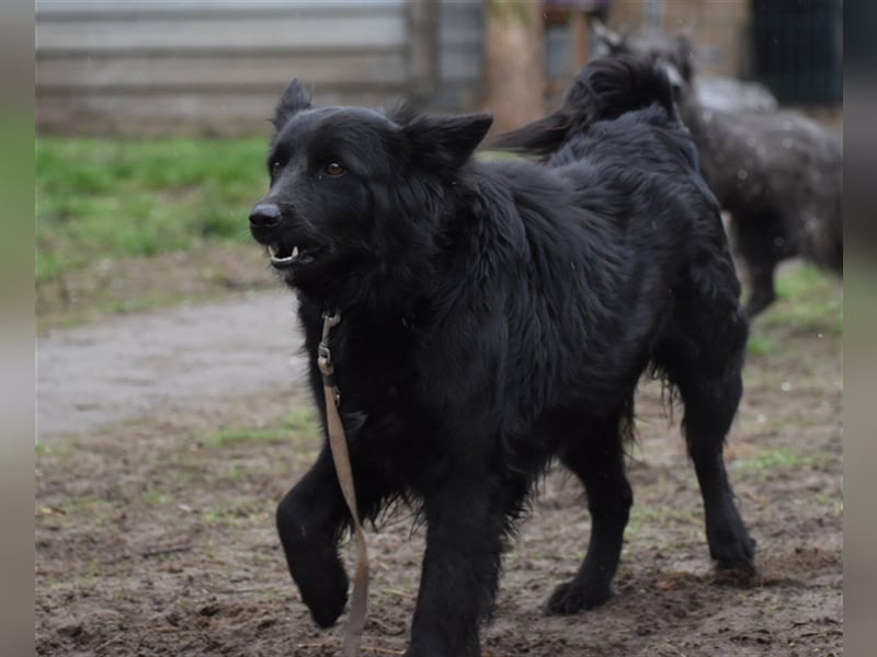 Lola sucht geduldige Menschen