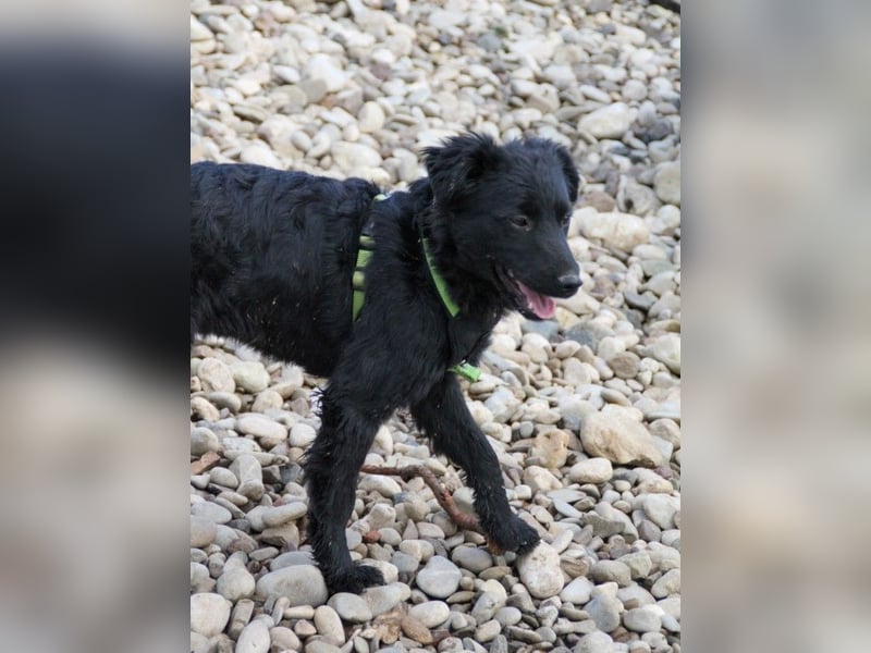 Schnuckelige DAYA hat das Potential zum Herzenshund