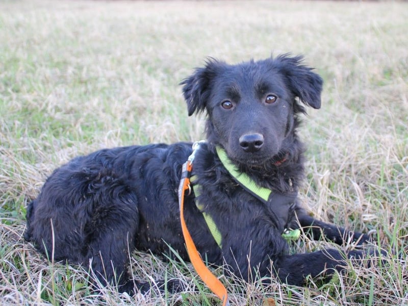 Schnuckelige DAYA hat das Potential zum Herzenshund