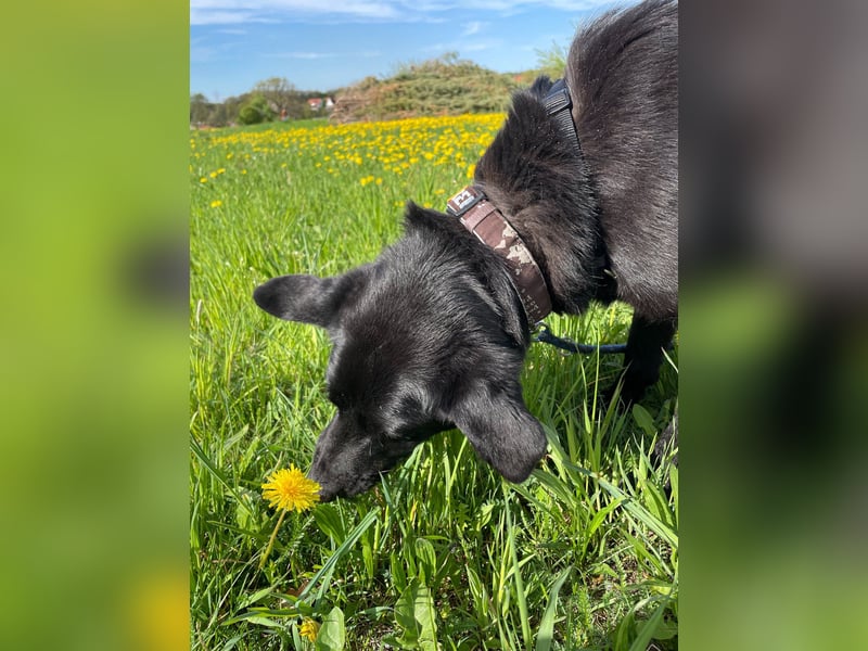 Bezaubernde Hundelady SOFIA ist auf Plegestelle in 90574 Roßtal