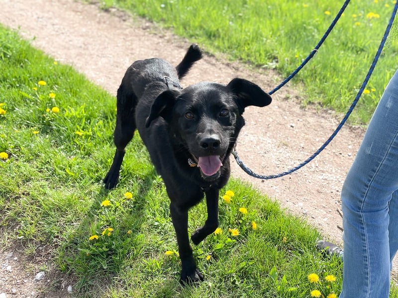 Bezaubernde Hundelady SOFIA ist auf Plegestelle in 90574 Roßtal