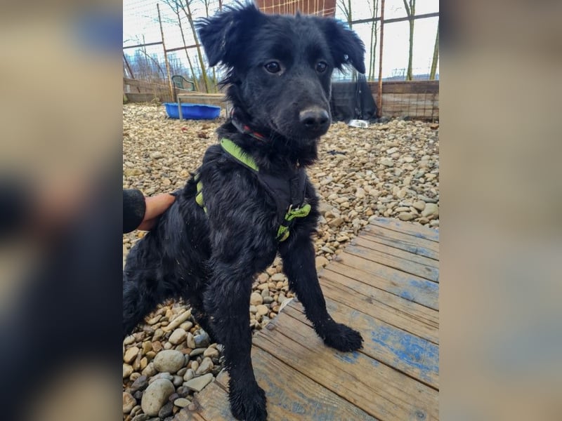 Schnuckelige DAYA hat das Potential zum Herzenshund