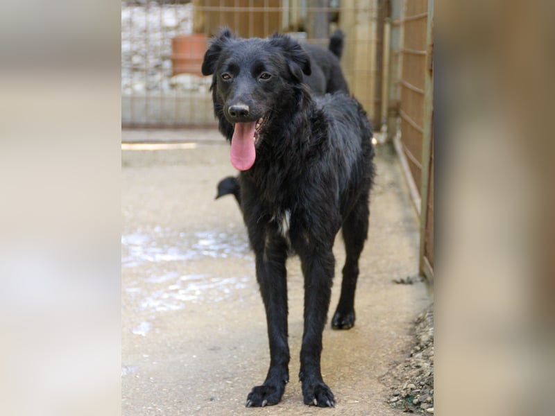 Schnuckelige DAYA hat das Potential zum Herzenshund