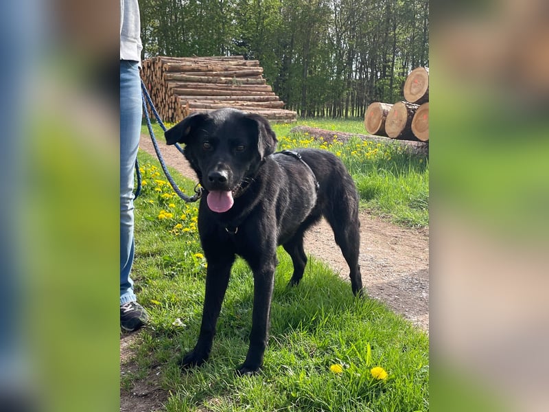 Bezaubernde Hundelady SOFIA ist auf Plegestelle in 90574 Roßtal