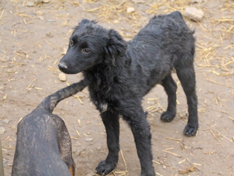 Schnuckelige DAYA hat das Potential zum Herzenshund