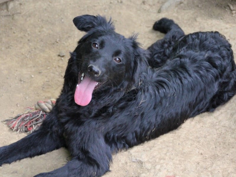 Schnuckelige DAYA hat das Potential zum Herzenshund