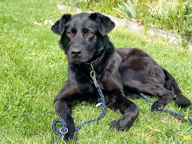 Bezaubernde Hundelady SOFIA ist auf Plegestelle in 90574 Roßtal