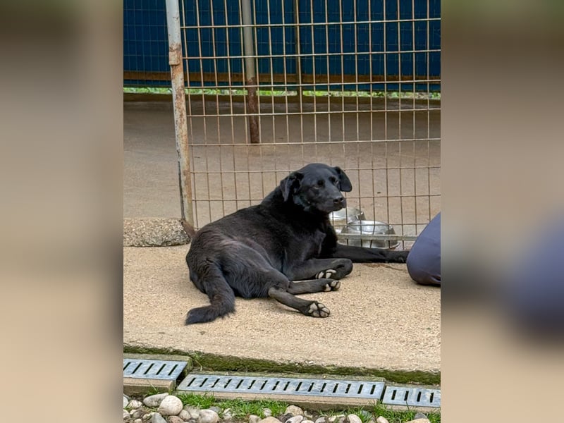 Fröhlicher Sonnenschein SOFIA ist auf Pflegestelle in 90574 Rosstal