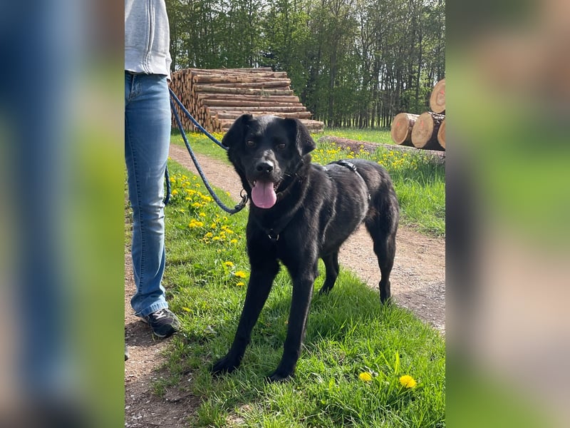 Bezaubernde Hundelady SOFIA ist auf Plegestelle in 90574 Roßtal