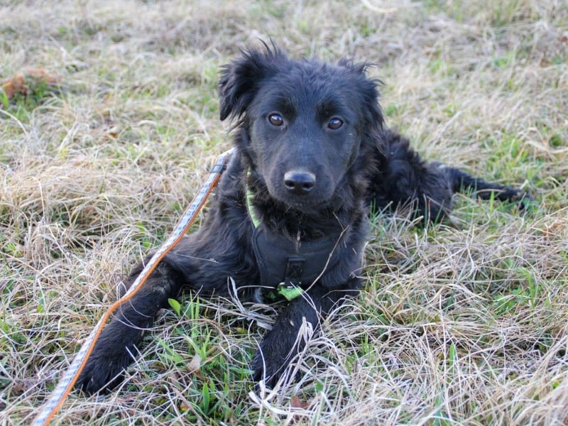 Schnuckelige DAYA hat das Potential zum Herzenshund