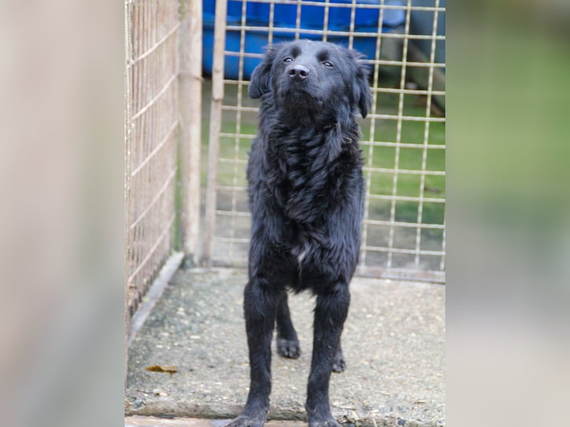 Schnuckelige DAYA hat das Potential zum Herzenshund