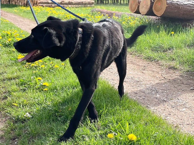 Bezaubernde Hundelady SOFIA ist auf Plegestelle in 90574 Roßtal